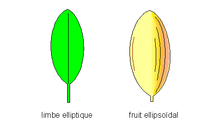 forme ellipsoidale