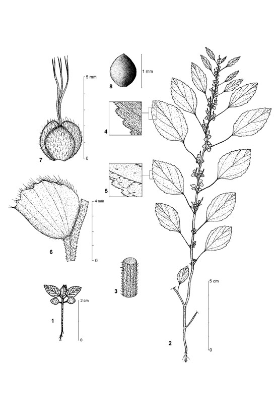 Dessin botanique de Acalypha crenata - Euphorbiaceae - © Kamga Tchaye / CIRAD