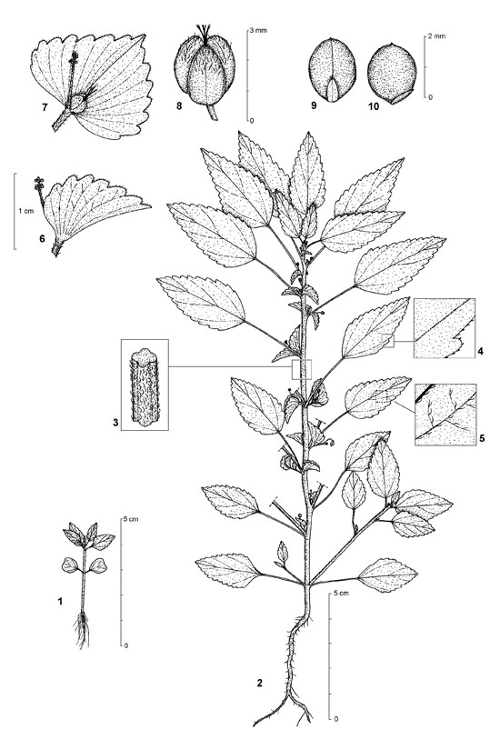Dessin botanique de Acalypha segetalis - Euphorbiaceae - © Kamga Tchaye / CIRAD