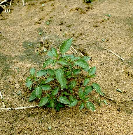 Plantule de Acalypha segetalis - Euphorbiaceae - © Thomas le Bourgeois / CIRAD