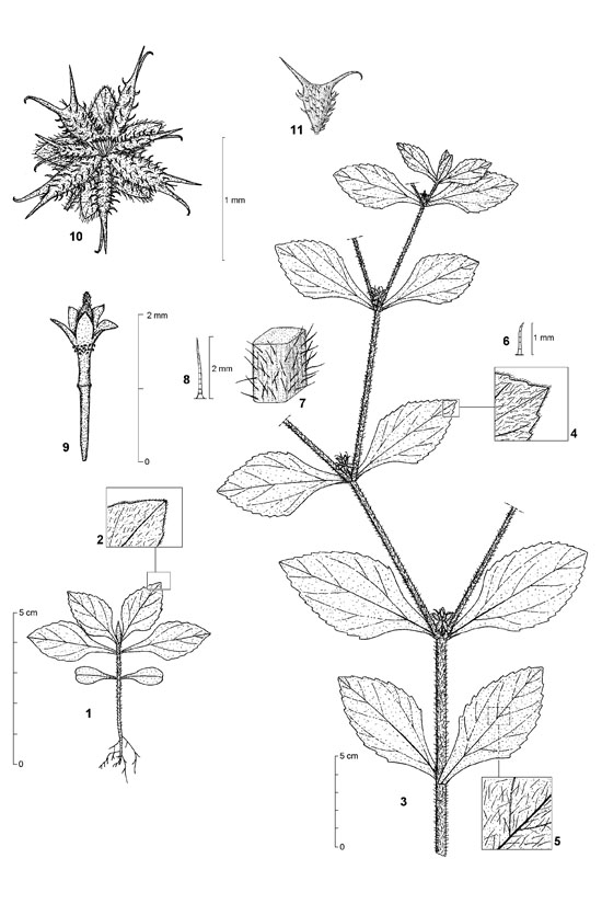 Dessin botanique de Acanthospermum hispidum - Asteraceae - © Kamga Tchaye / CIRAD