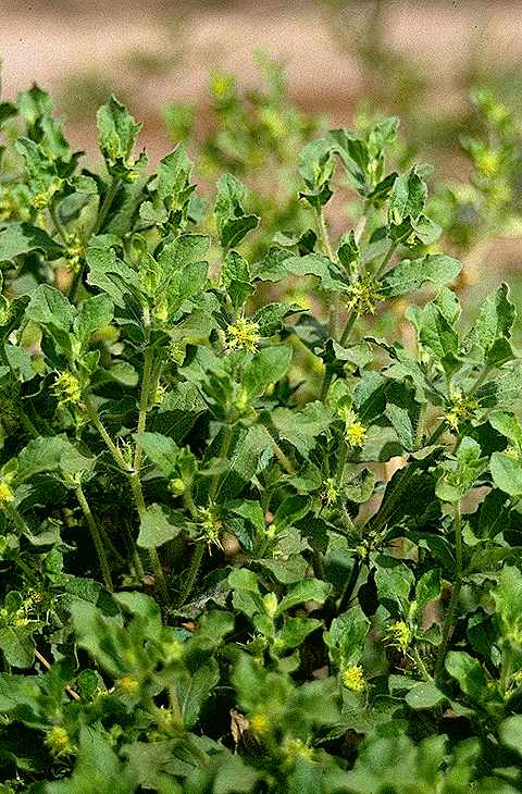 Exemplaire adulte de Acanthospermum hispidum - Asteraceae - © Thomas le Bourgeois / CIRAD