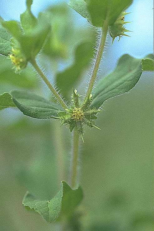 Détail de Acanthospermum hispidum - Asteraceae - © Thomas le Bourgeois / CIRAD