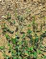 Alysicarpus rugosus - Fabaceae au stade adulte - © Thomas le Bourgeois / CIRAD
