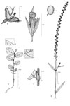 Dessin botanique de Alysicarpus rugosus - Fabaceae - © Kamga Tchaye / CIRAD