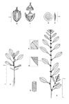 Dessin botanique de Amaranthus graecizans - Amaranthaceae - © Kamga Tchaye / CIRAD