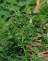 Amaranthus spinosus - Amaranthaceae au stade adulte - © Thomas le Bourgeois / CIRAD