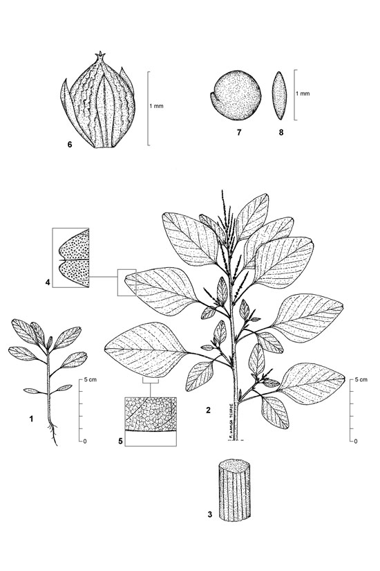 Dessin botanique de Amaranthus viridis - Amaranthaceae - © Kamga Tchaye / CIRAD