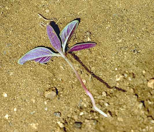 Plantule de Amaranthus viridis - Amaranthaceae - © Thomas le Bourgeois / CIRAD