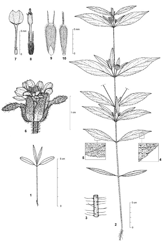 Dessin botanique de Aspilia kotschyi - Asteraceae - © Kamga Tchaye / CIRAD