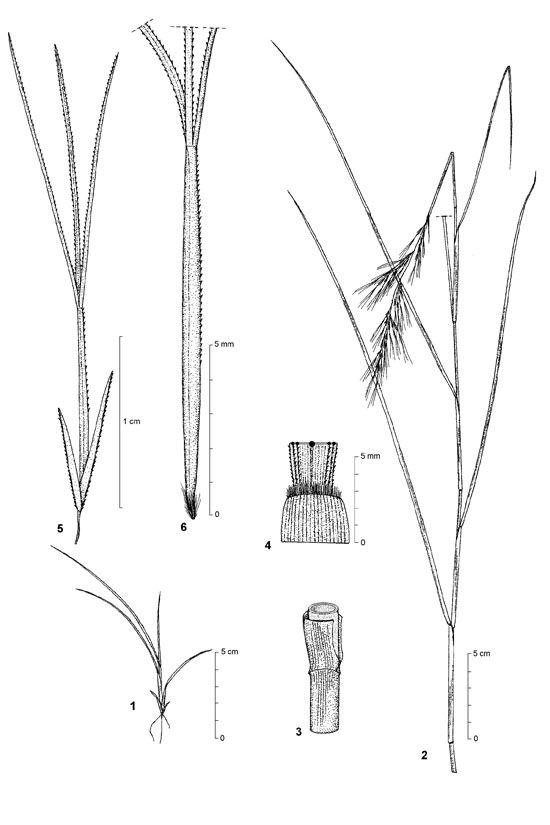 Dessin botanique de Aristida adscensionis - Poaceae - © Kamga Tchaye / CIRAD