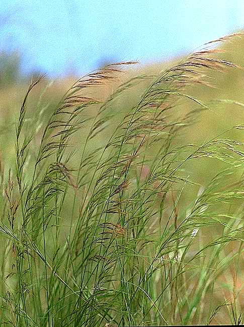 Exemplaire adulte de Aristida adscensionis - Poaceae - © Thomas le Bourgeois / CIRAD
