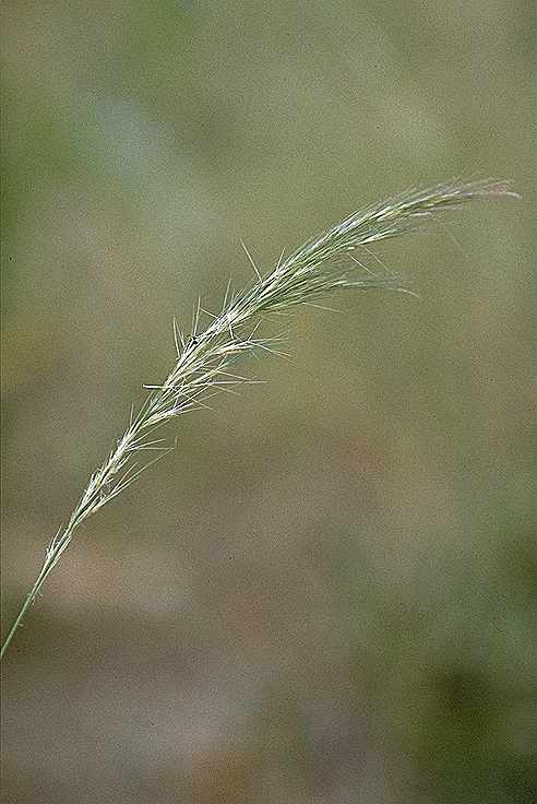 Détail de Aristida adscensionis - Poaceae - © Thomas le Bourgeois / CIRAD