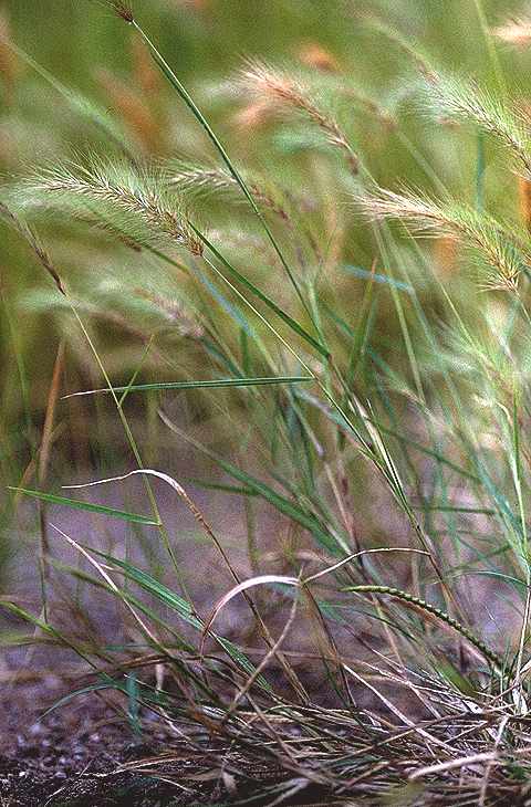 Exemplaire adulte de Aristida hordeacea - Poaceae - © Thomas le Bourgeois / CIRAD