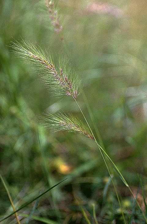 Détail de Aristida hordeacea - Poaceae - © Thomas le Bourgeois / CIRAD
