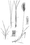 Dessin botanique de Aristida hordeacea - Poaceae - © Kamga Tchaye / CIRAD