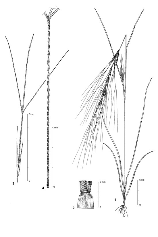 Dessin botanique de Aristida kerstingii - Poaceae - © Kamga Tchaye / CIRAD