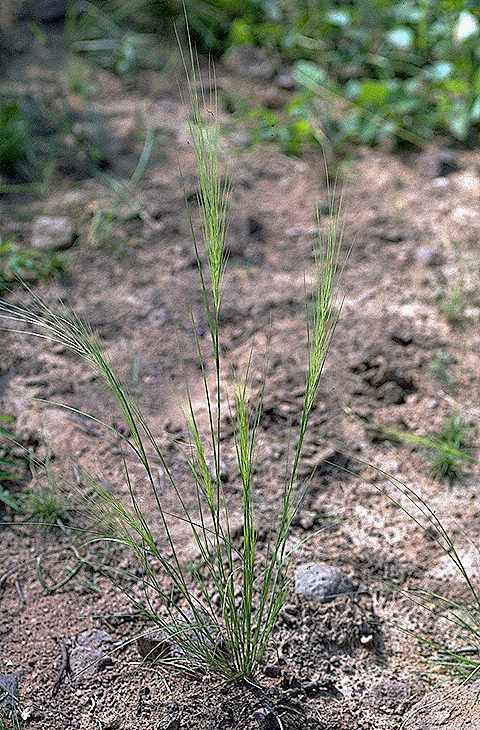 Exemplaire adulte de Aristida kerstingii - Poaceae - © Thomas le Bourgeois / CIRAD