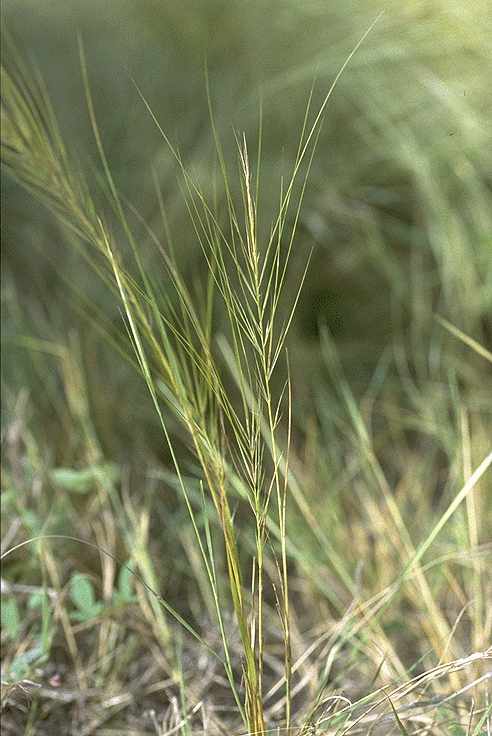 Détail de Aristida kerstingii - Poaceae - © Thomas le Bourgeois / CIRAD
