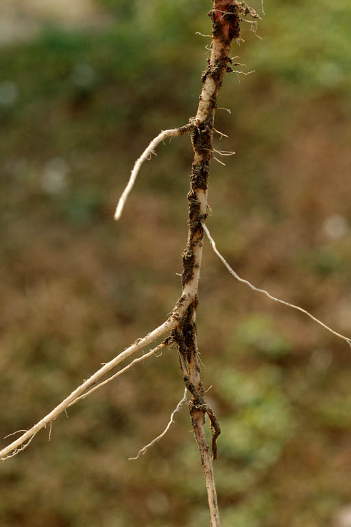 Tap root - © Juliana PROSPERI - Cirad