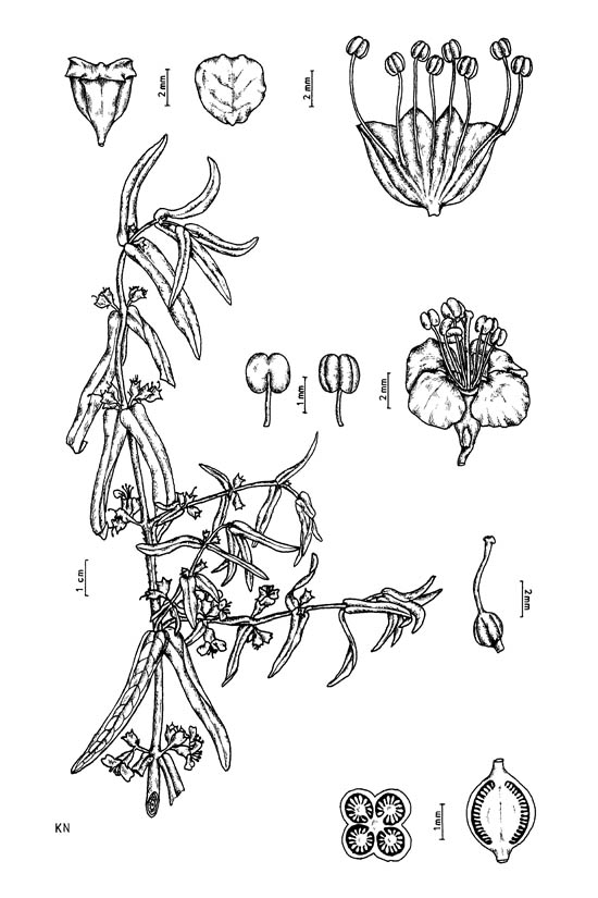 Botanical line drawing of Ammannia octandra - LYTHRACEAE - © -