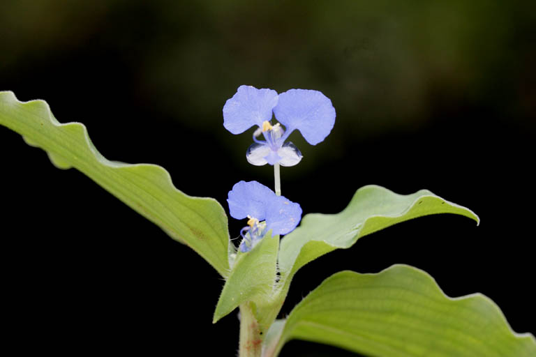 Blue flowers - © Juliana PROSPERI - Cirad