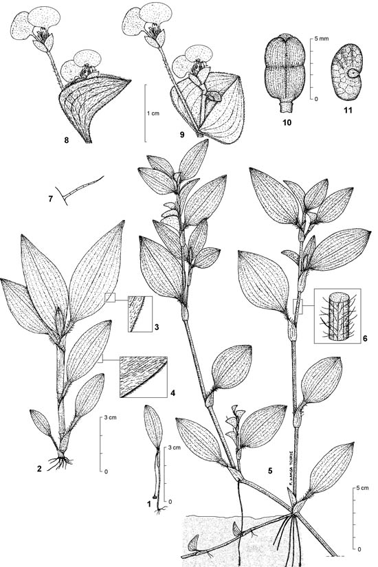 Botanical line drawing of Commelina benghalensis - COMMELINACEAE - © -