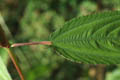 Petiole and leaf base - © Juliana PROSPERI - Cirad