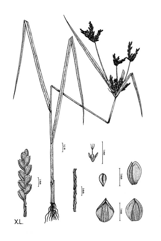Botanical line drawing of Cyperus iria - CYPERACEAE - © -