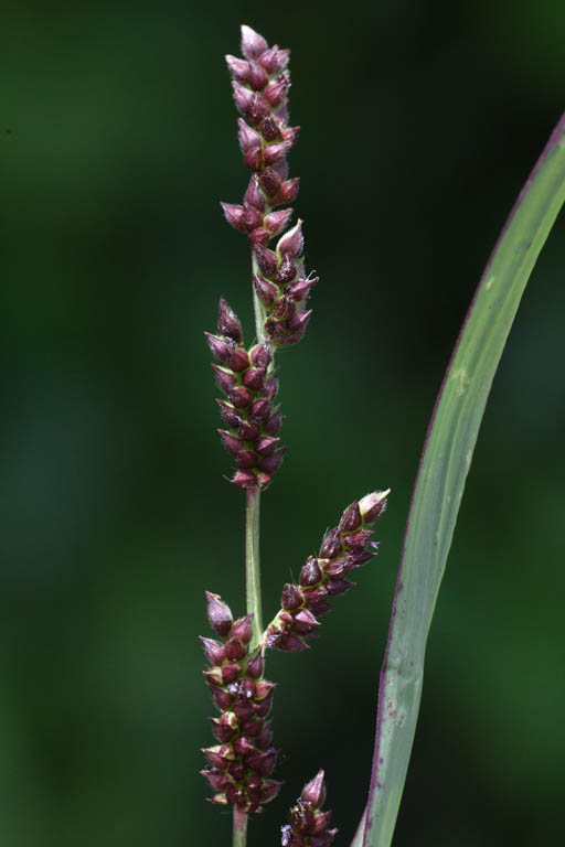 Inflorescence composed of 1 to 6 spikes - © Pierre GRARD - Cirad