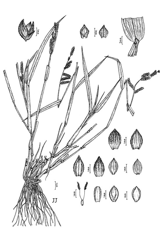 Botanical line drawing of Echinochloa colona - POACEAE - © -