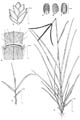 Botanical line drawing - � -