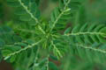 Twigs look like compound leaf - � Juliana PROSPERI - Cirad