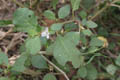 Small white flowers - � Eang KHUON - RUA
