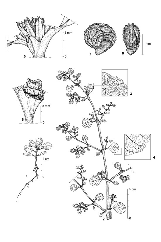 Botanical line drawing of Trianthema portulacastrum - AIZOACEAE - © -