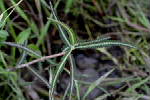Stem apex showing alternate leaf  - © Juliana PROSPERI - CIRAD 2005 - 2006