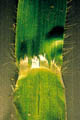 La feuille possde une ligule cilie -  Henri MERLIER / CIRAD
