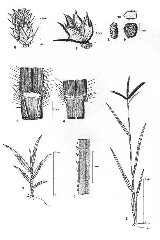 Dessin botanique de Dactyloctenium aegyptium - Poaceae -  Franois KAMGA / CIRAD