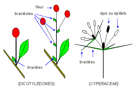 Inflorescences