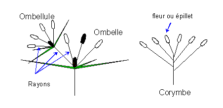 Ombelle