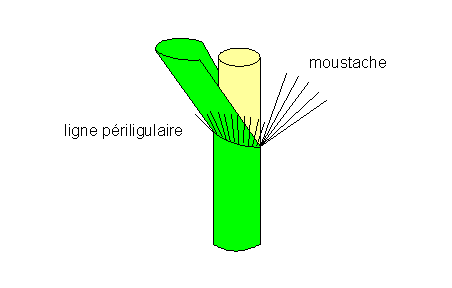 Periligulé