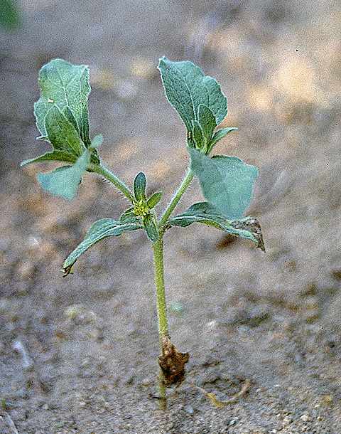 Plantule de Acanthospermum hispidum - Asteraceae - © Thomas le Bourgeois / CIRAD