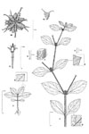 Dessin botanique de Acanthospermum hispidum - Asteraceae - © Kamga Tchaye / CIRAD