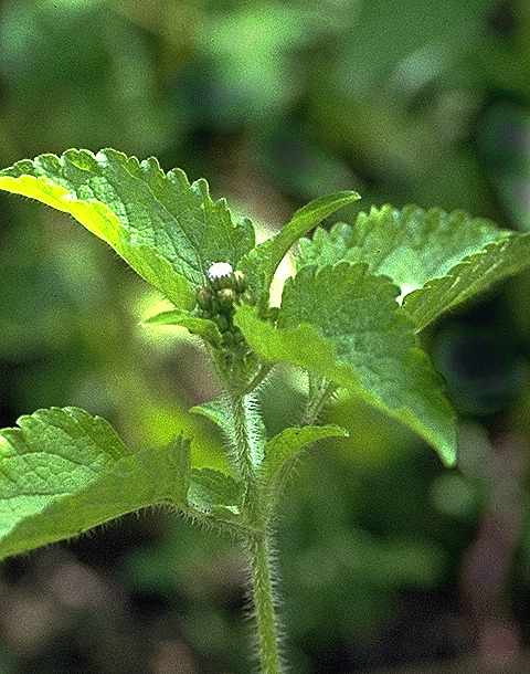 Détail de Ageratum conyzoides - Asteraceae - © Thomas le Bourgeois / CIRAD