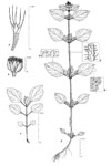 Dessin botanique de Ageratum conyzoides - Asteraceae - © Kamga Tchaye / CIRAD