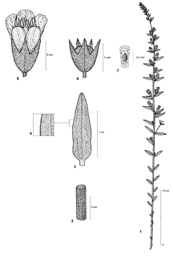 Dessin botanique de Alectra vogelii - Orobanchaceae - © Kamga Tchaye / CIRAD