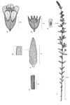 Dessin botanique de Alectra vogelii - Orobanchaceae - © Kamga Tchaye / CIRAD