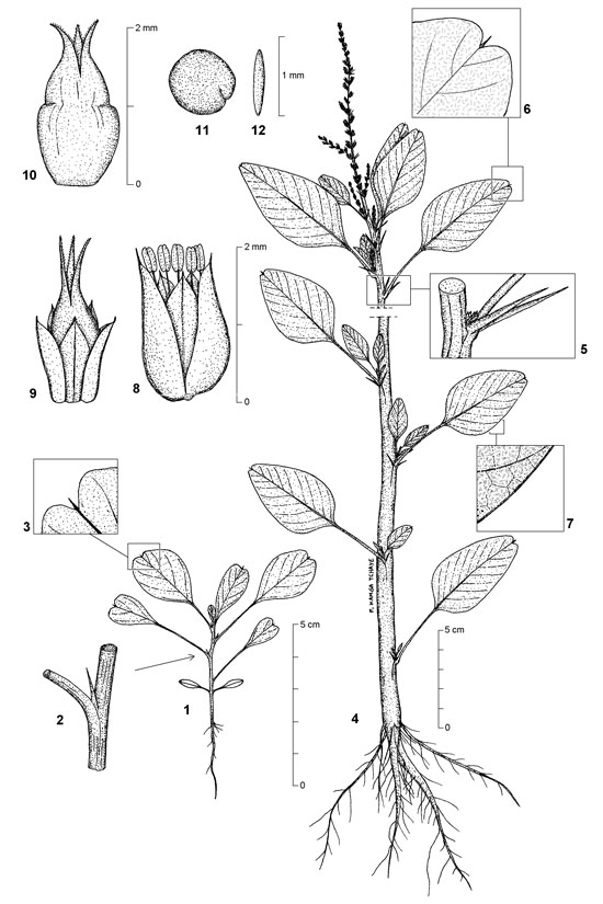 Dessin botanique de Amaranthus spinosus - Amaranthaceae - © Kamga Tchaye / CIRAD