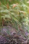 Aristida hordeacea - Poaceae au stade adulte - © Thomas le Bourgeois / CIRAD