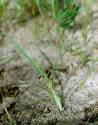 Aristida hordeacea - Poaceae au stade plantule - © Thomas le Bourgeois / CIRAD